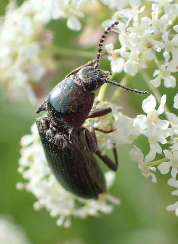 Selatosomus latus